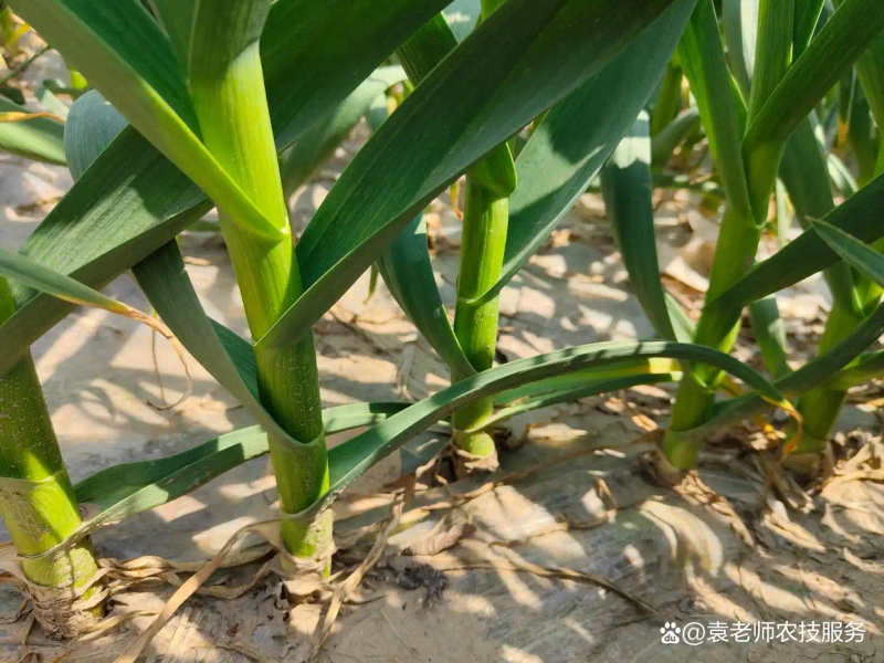 东北春天大蒜种植技术