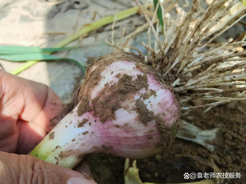 东北春天大蒜种植技术