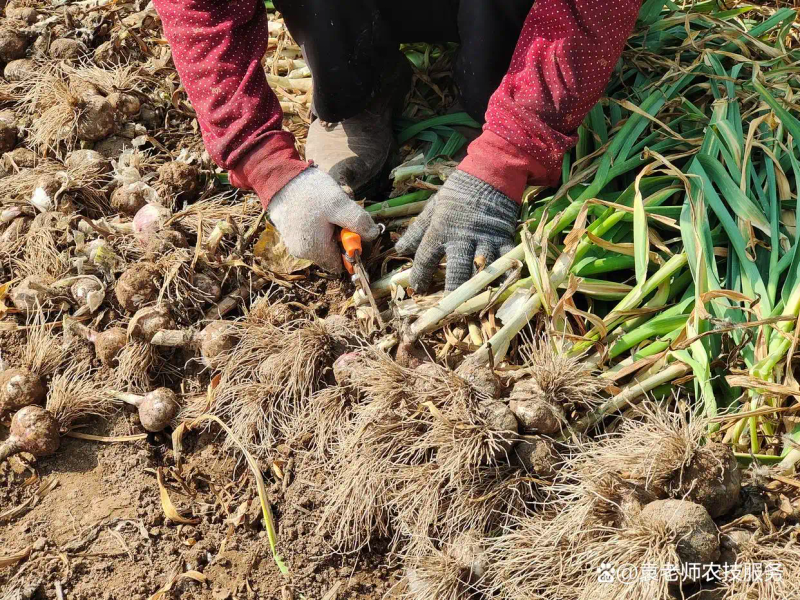 东北春天大蒜种植技术