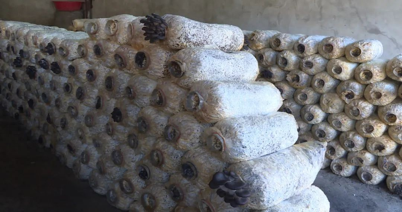 蘑菇怎么种植方法