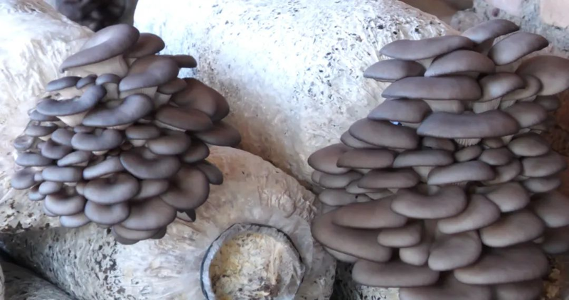 蘑菇怎么种植方法