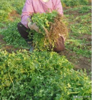 Pictures of the methods used to grow the cuisine