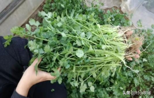 Pictures of the methods used to grow the cuisine