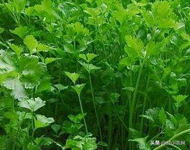 Pictures of the methods used to grow the cuisine