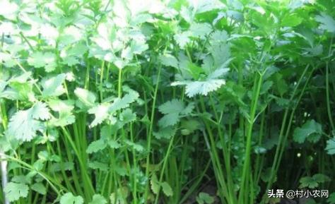 Pictures of the methods used to grow the cuisine