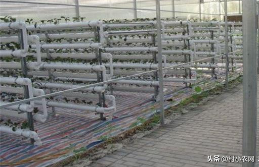 Pictures of the methods used to grow the cuisine