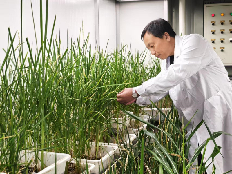 寒地水稻种植技术