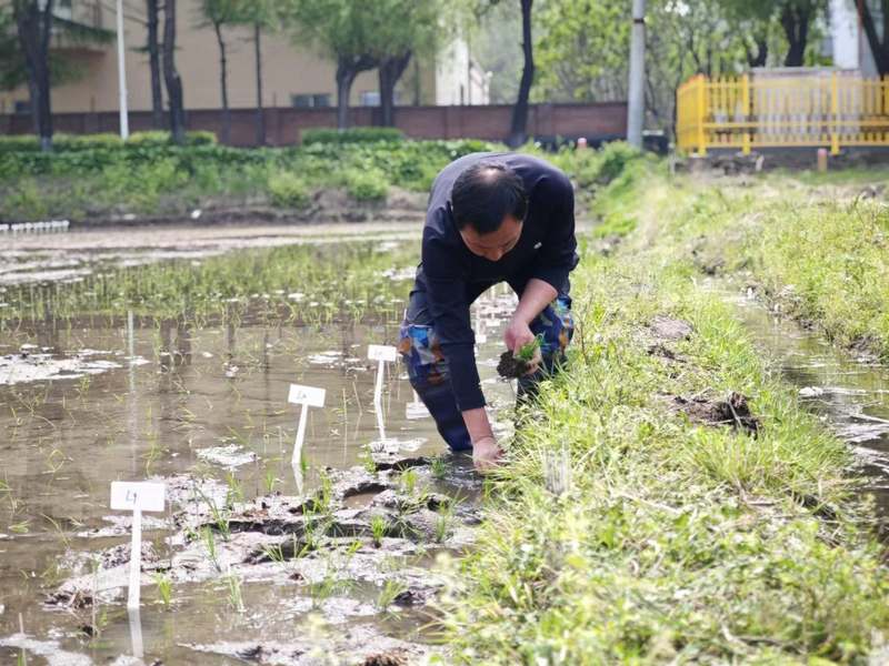 寒地水稻种植技术