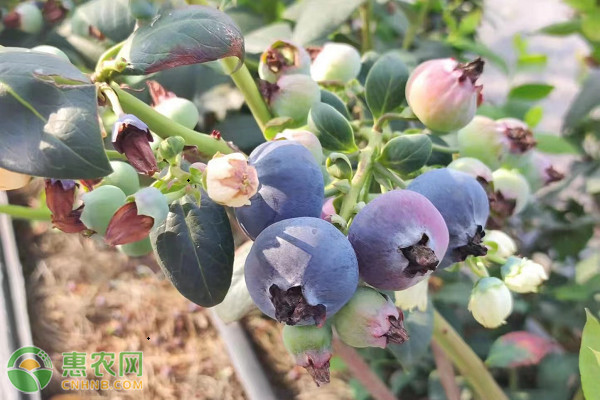 What are the techniques for blueberries