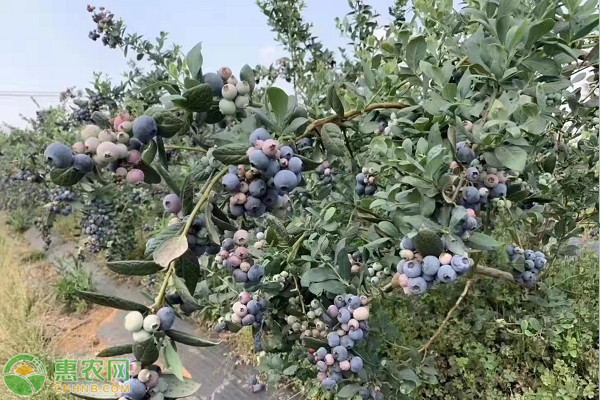 What are the techniques for blueberries