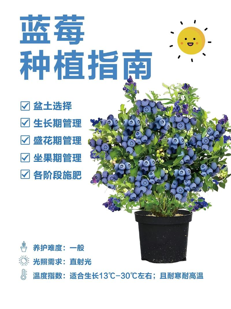蓝莓种植技术有哪些