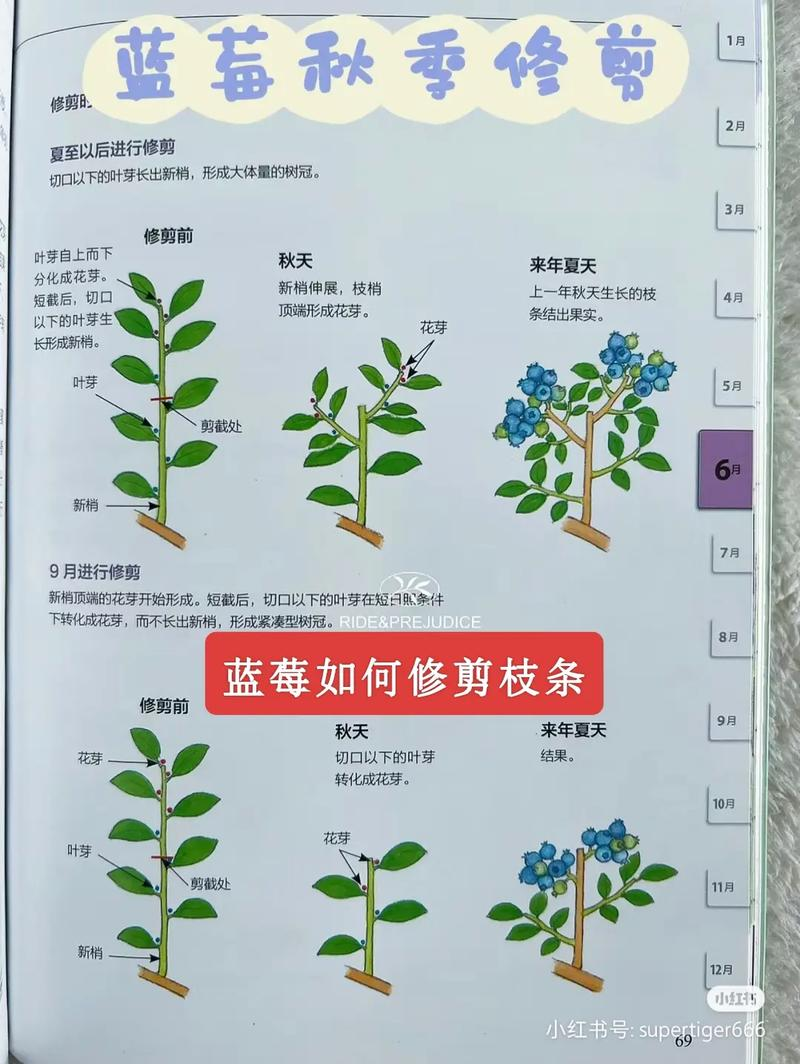蓝莓种植技术有哪些