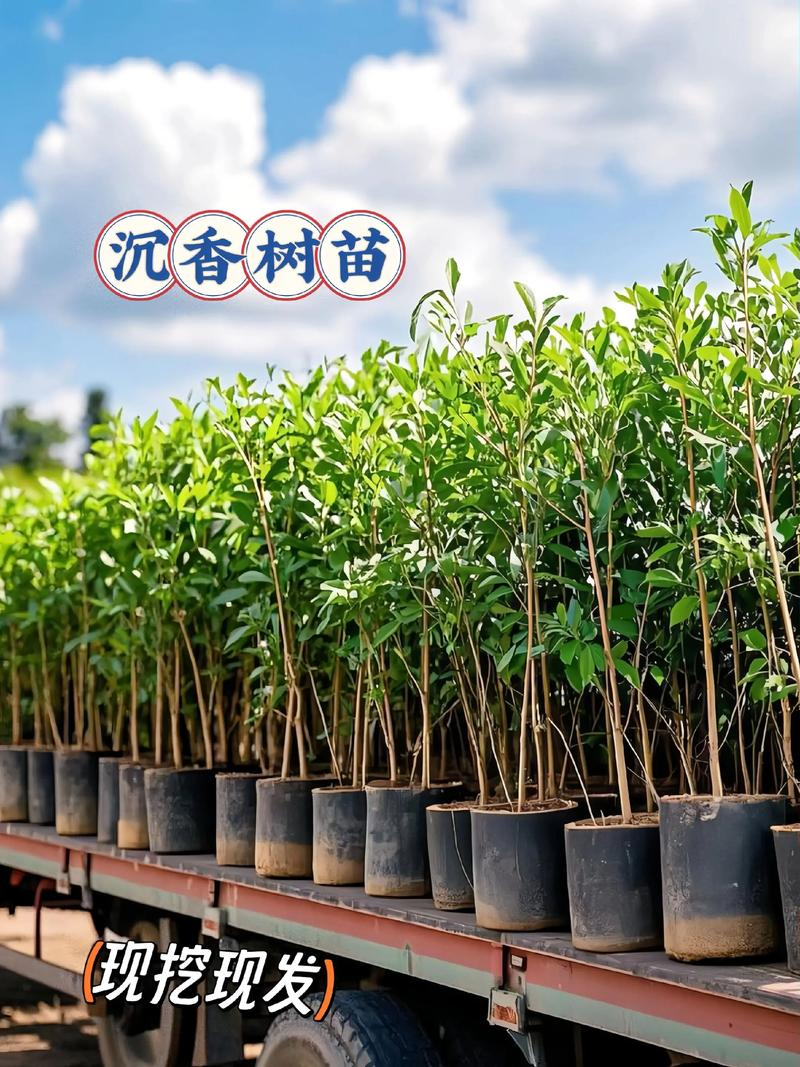 A video of the art of fragrance tree planting