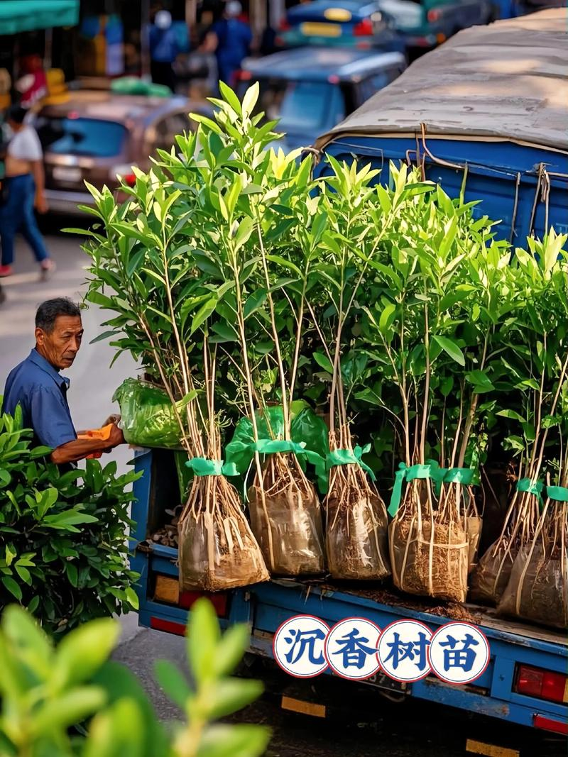 A video of the art of fragrance tree planting