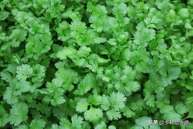 在北京什么时间种大蒜种植技术