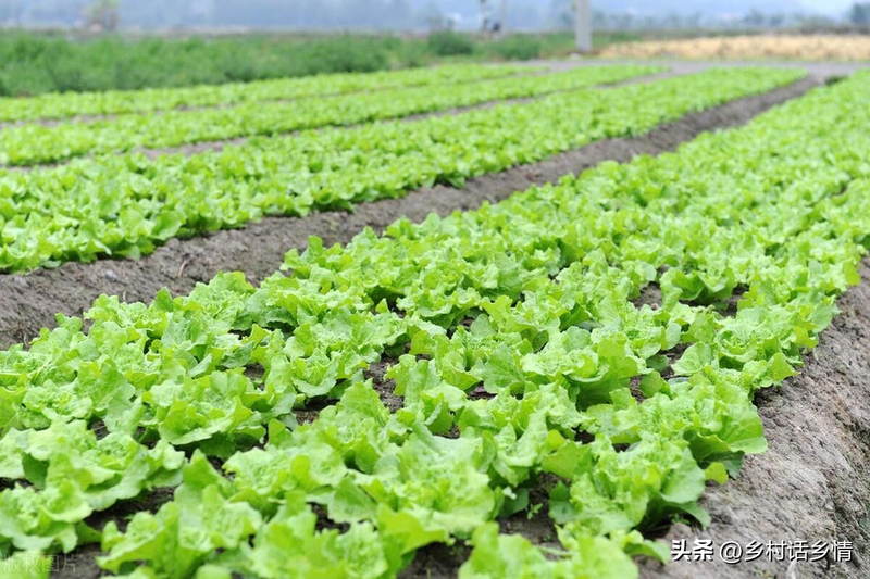 在北京什么时间种大蒜种植技术
