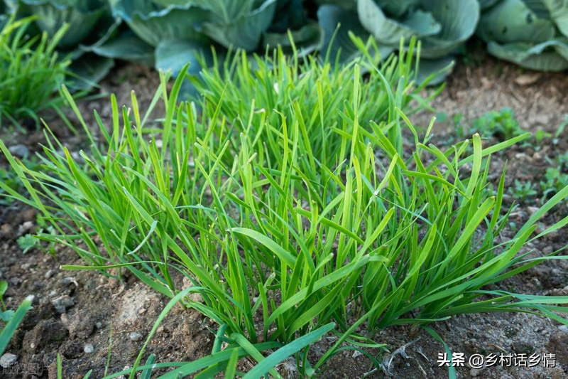 在北京什么时间种大蒜种植技术