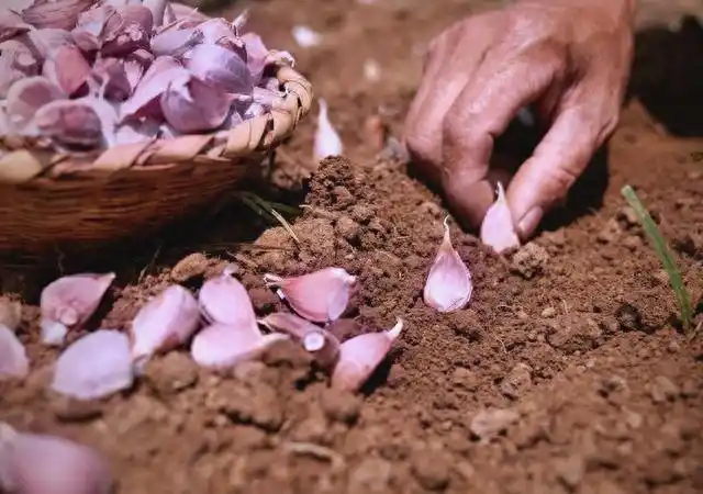 东北春天大蒜种植技术