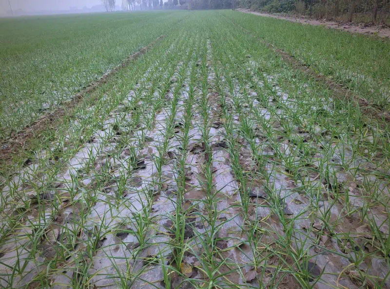 东北春天大蒜种植技术