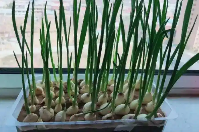 东北春天大蒜种植技术