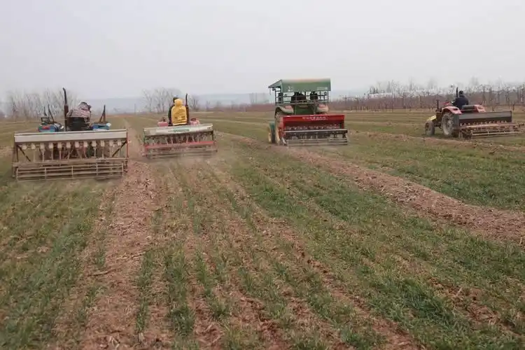 东北春天大蒜种植技术