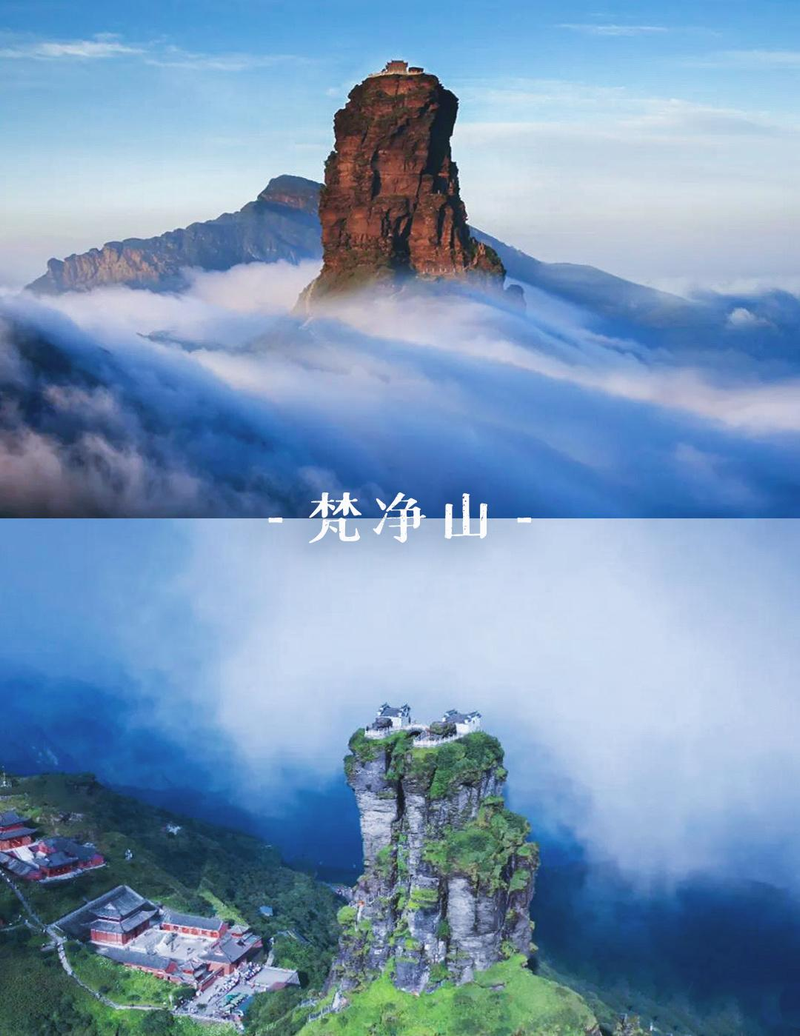 贵州特种野猪价格