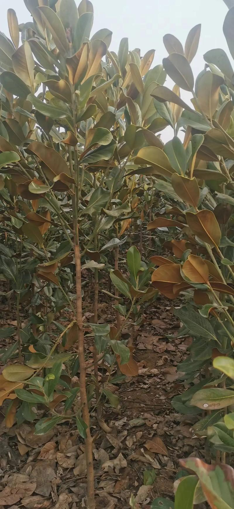 广玉兰树苗种植方法