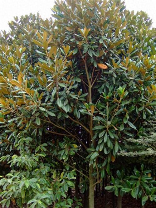 广玉兰树苗种植方法