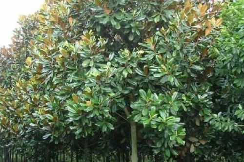 广玉兰树苗种植方法