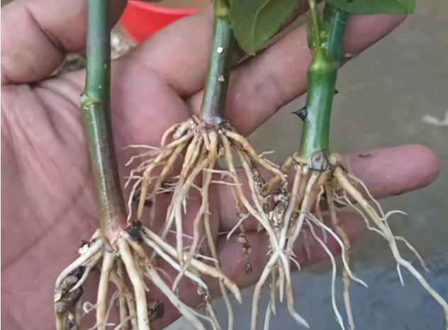 The method of planting green seed