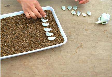 The method of planting green seed