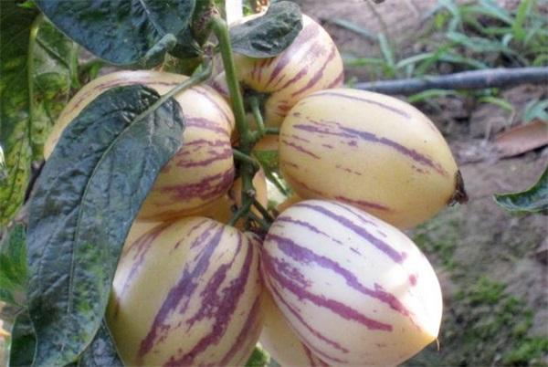 The method of planting green seed