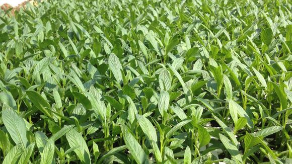 The method of planting green seed