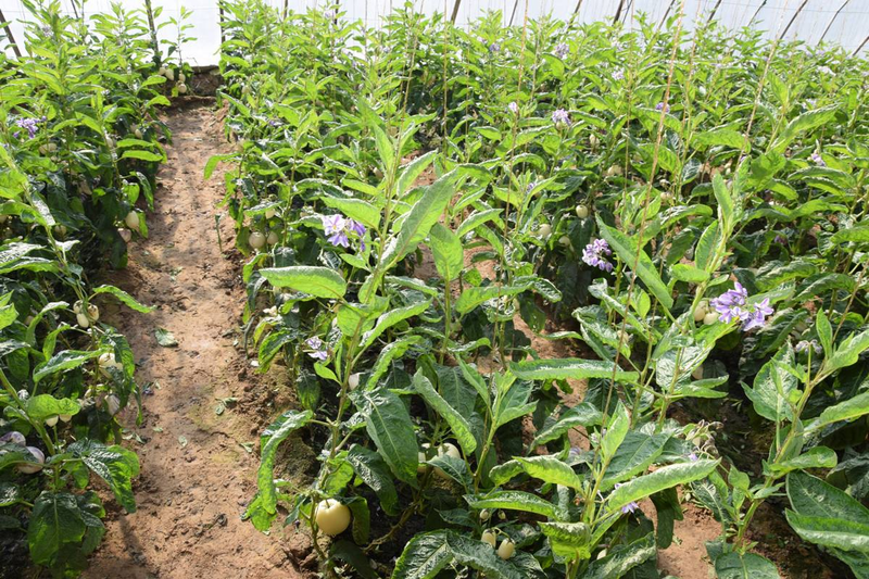 The method of planting green seed