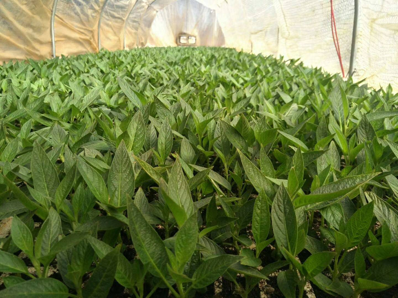 The method of planting green seed