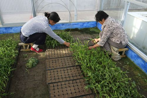 The method of planting green seed