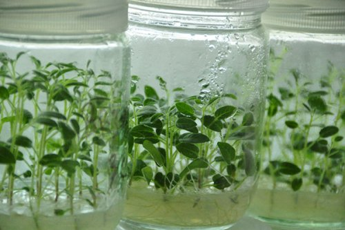 The method of planting green seed