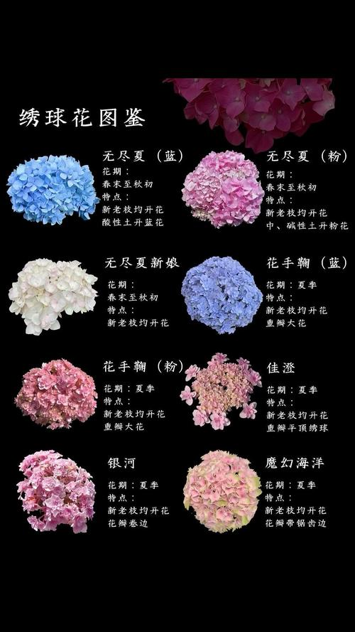 绣球花制成干花的步骤