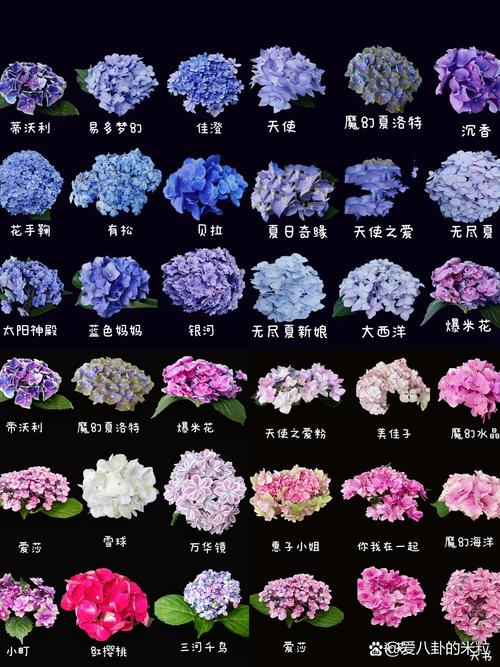 绣球花制成干花的步骤