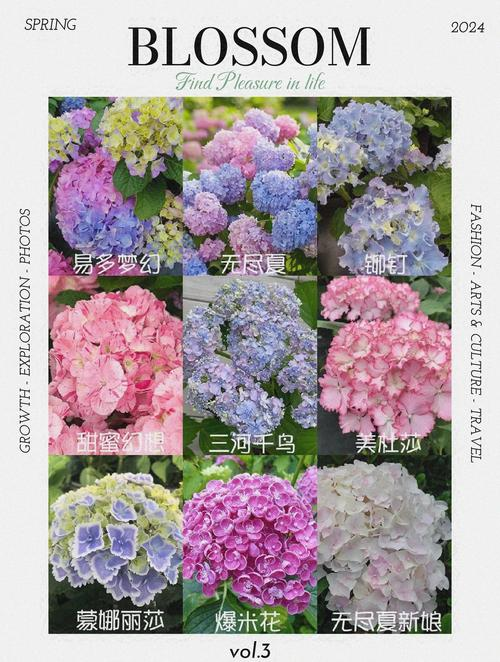 绣球花制成干花的步骤