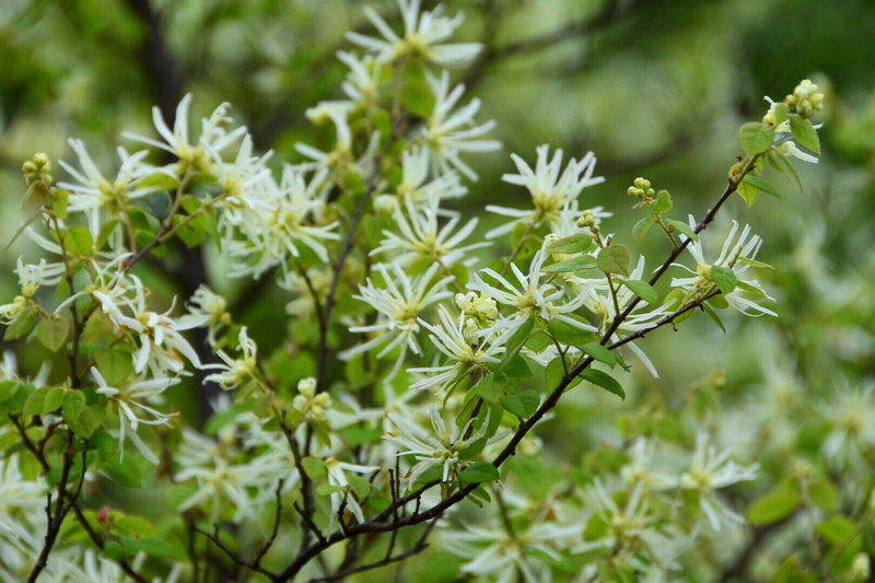 红花继木种植技术