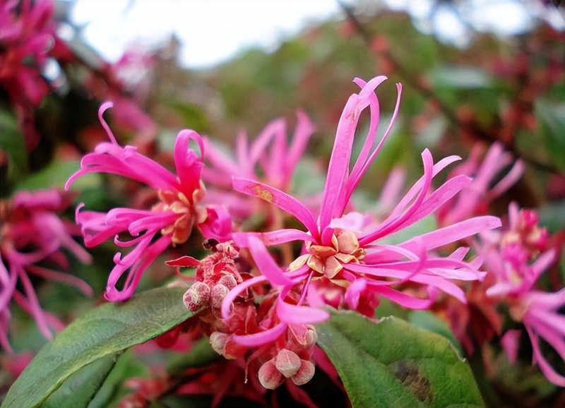红花继木种植技术