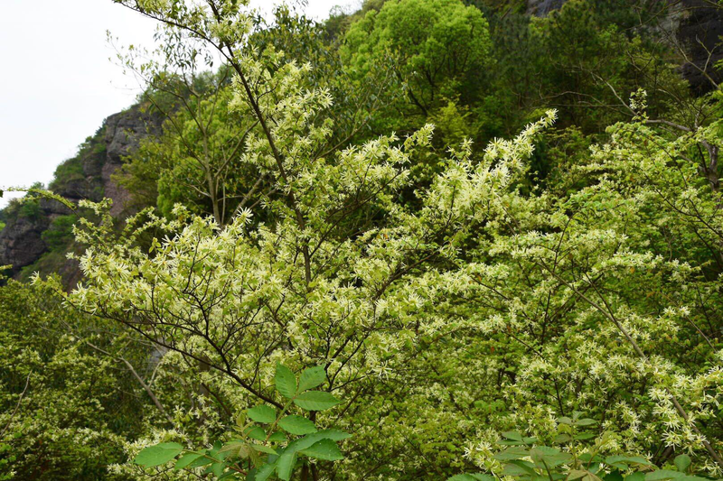红花继木种植技术