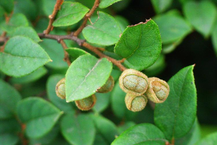 红花继木种植技术