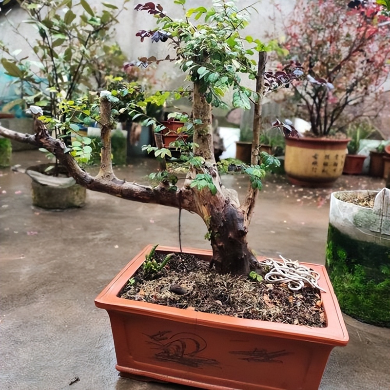 红花继木种植技术