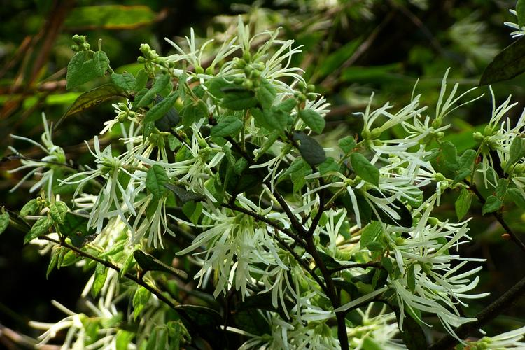 红花继木种植技术