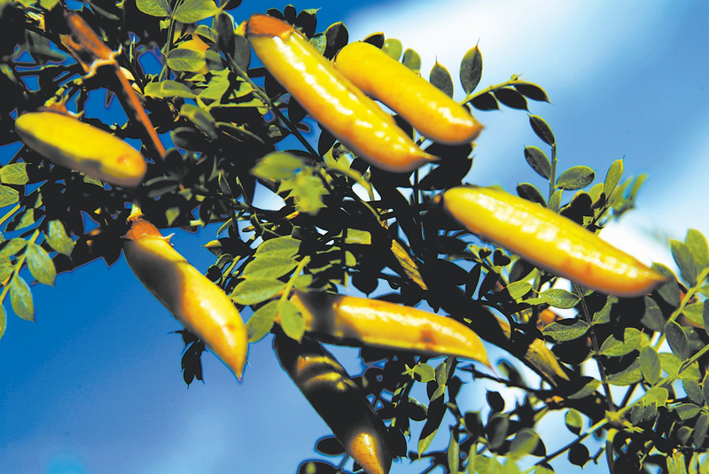 Lemon farming techniques