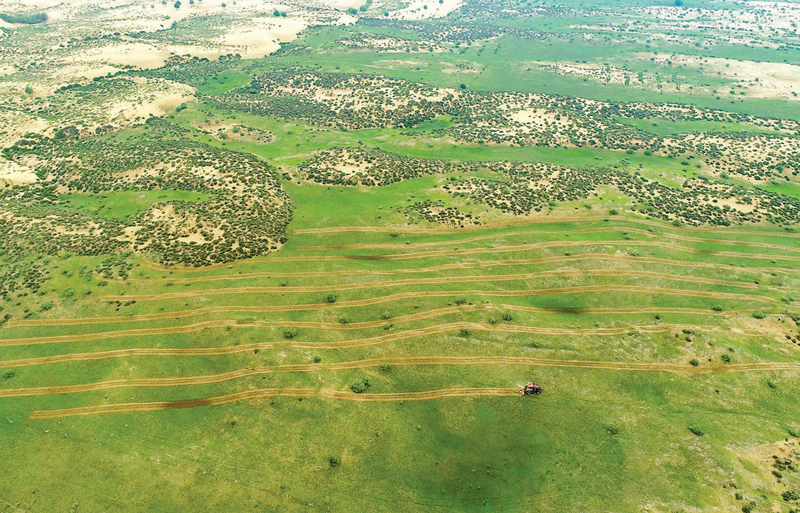 Lemon farming techniques