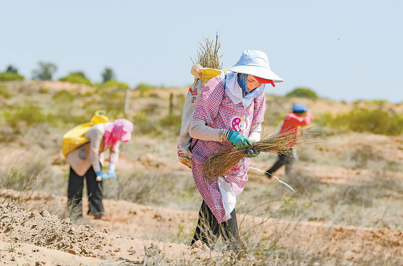 Lemon farming techniques