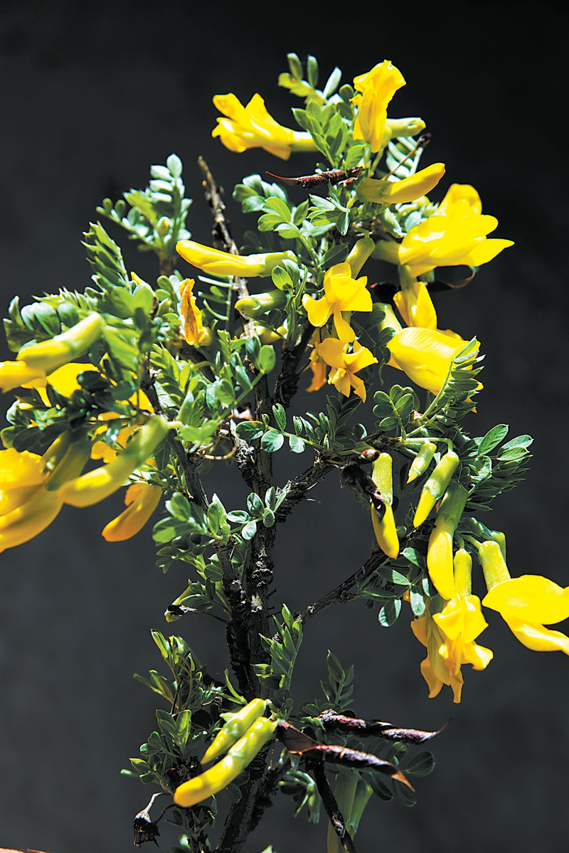 Lemon farming techniques